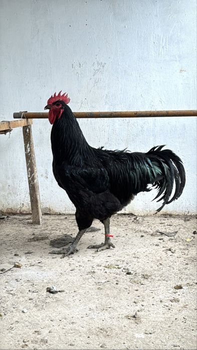 Джерсийский гигант  Гигант