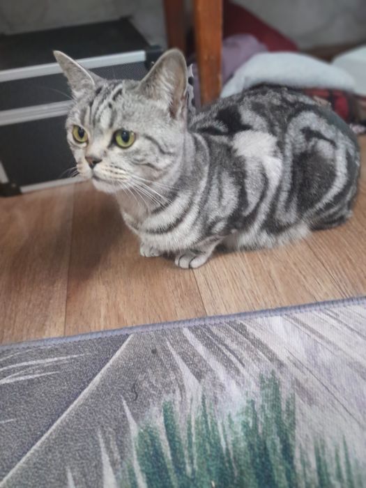 Продаются котята Британцы