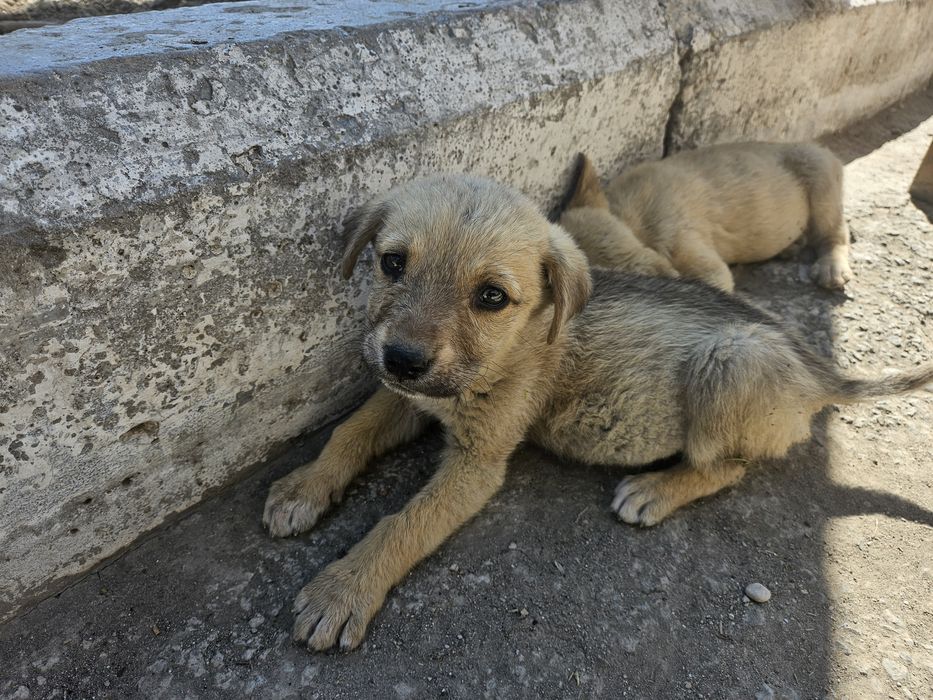 Щенки в добрые руки