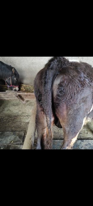 Vând vițel tânăr