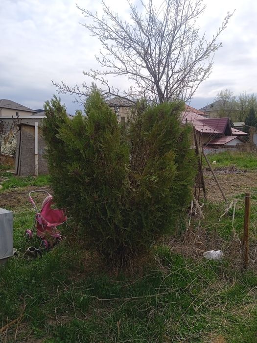 Ёлка Туя сосна красивые