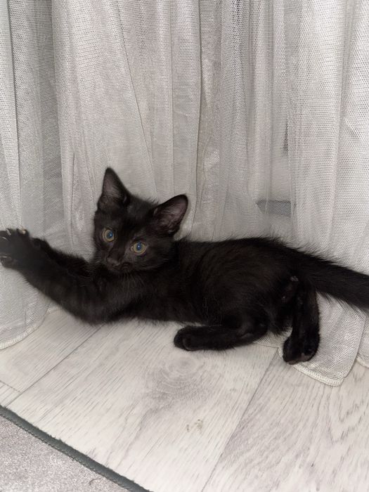 Котята котенок кошка