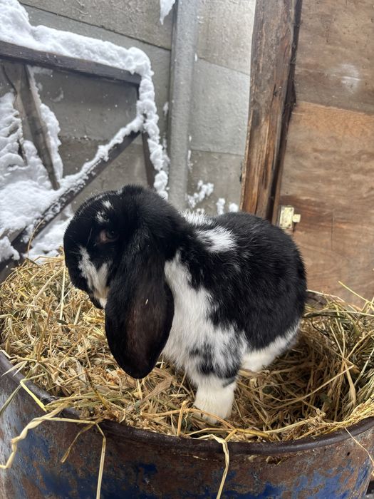 Mascul berbec german