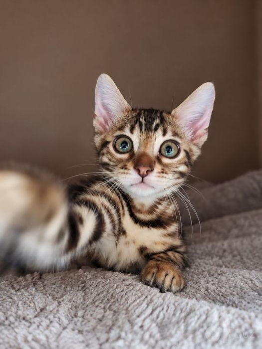 Бенгальские котята