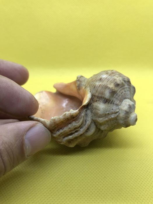 Статуэтки, сувениры.