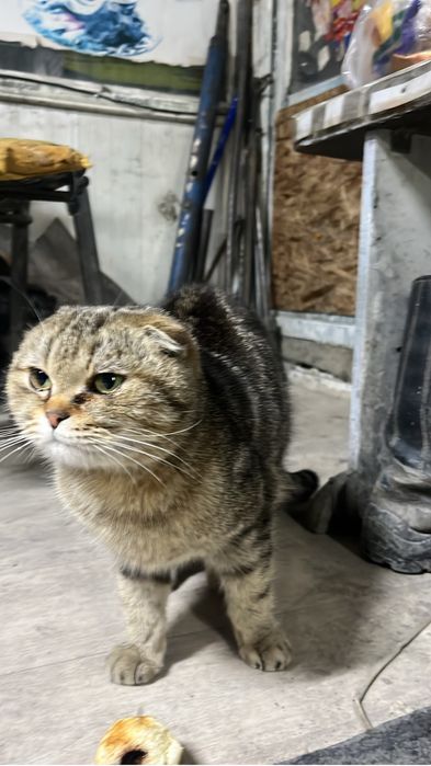продаю кошку Вислоухий