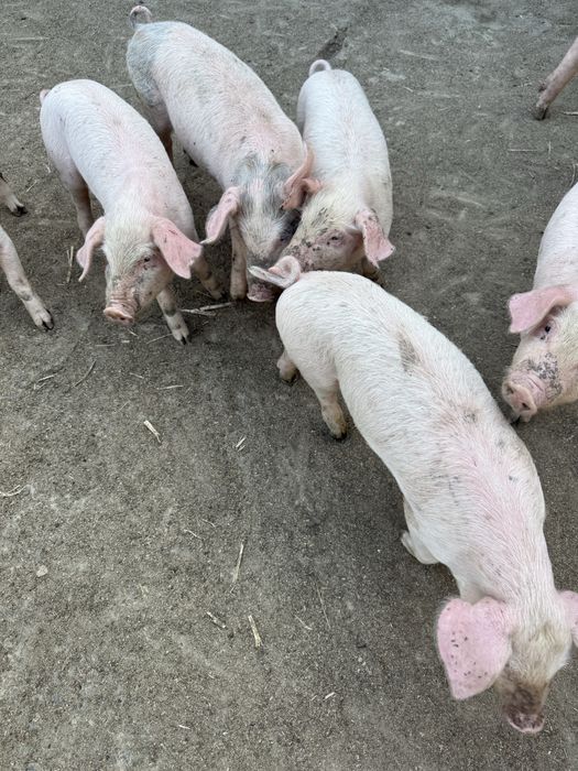 Продавам малки прасенца
