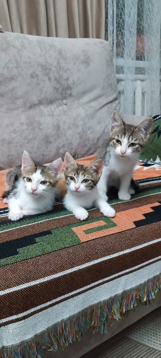 Котята в хорошие руки
