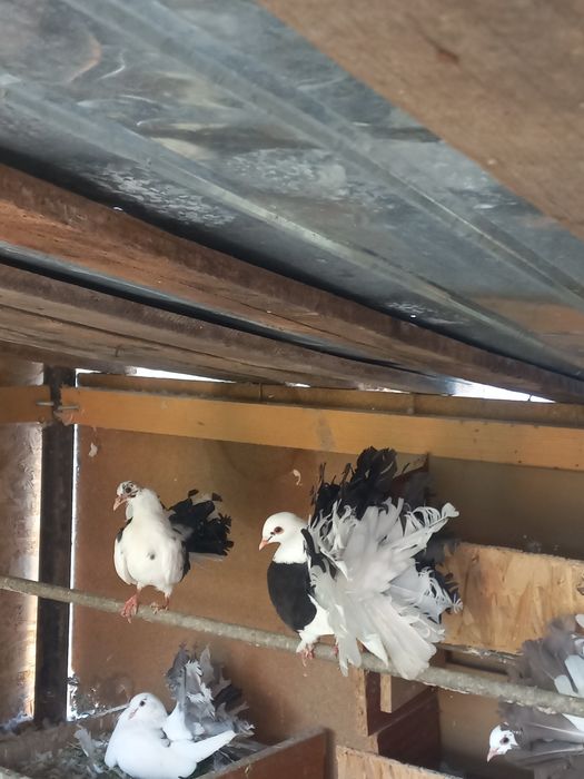 Vând porumbei curcani