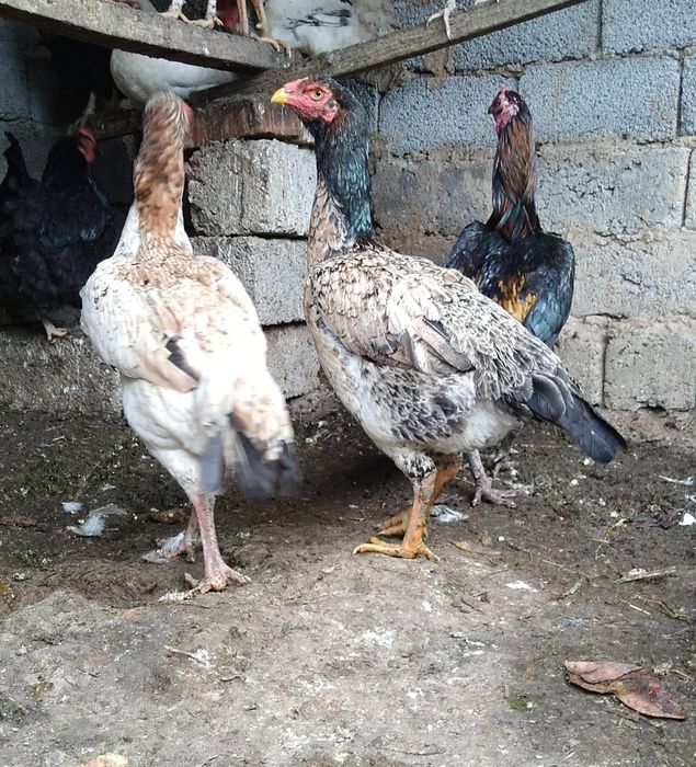 Бойцковый  Бабахы семеика сатылады 2+1