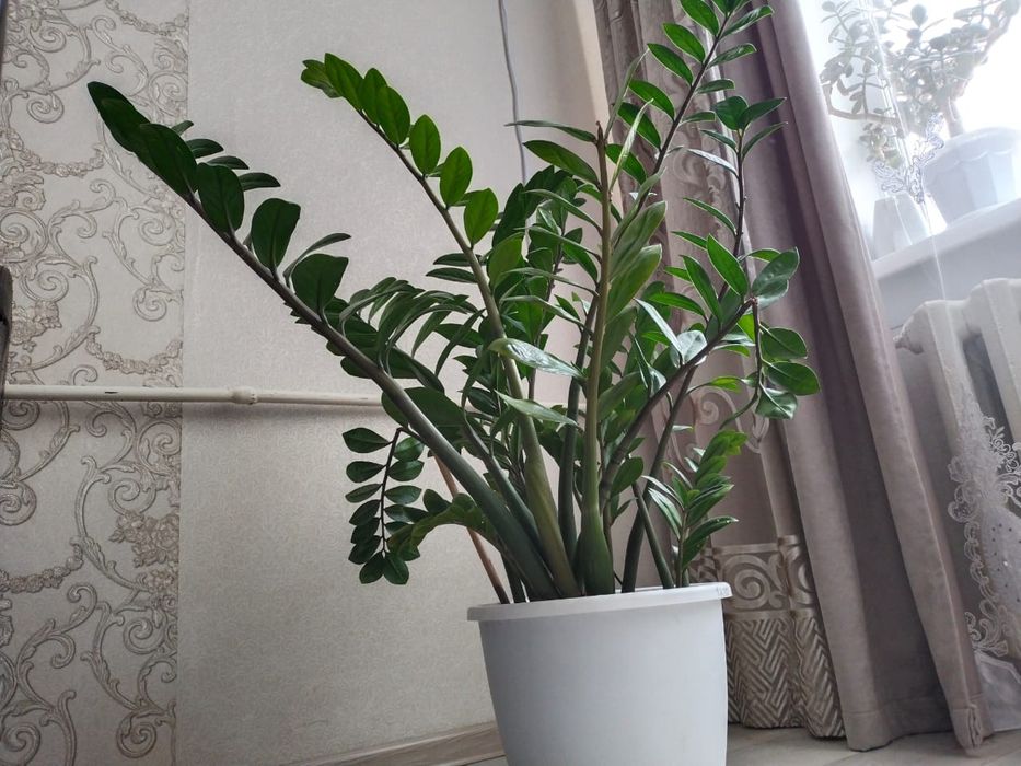 Продам цветок долларовое дерево