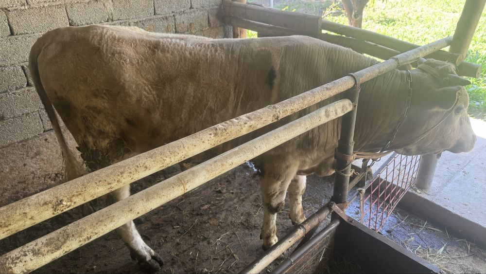 Бұқа сатылады 1,5 жас