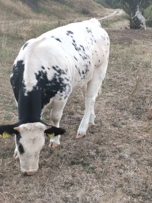 Disponibili detalii la Nr de tel