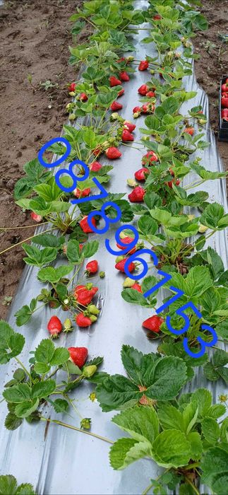 Разсад ягоди  целогодишни сортове