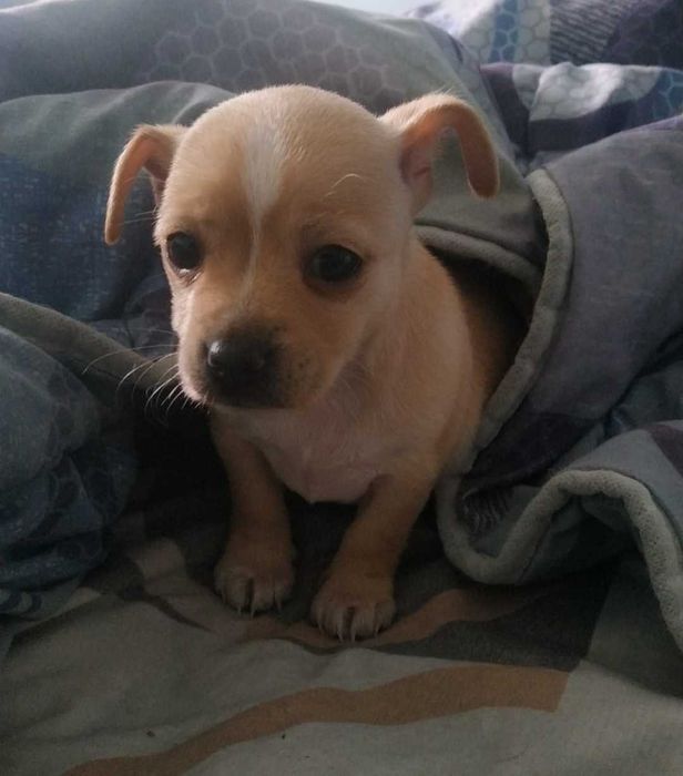 Продавам Чихиахуа