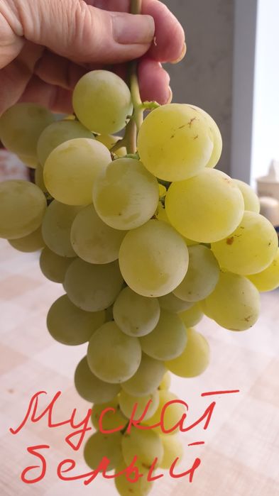 Саженцы винограда