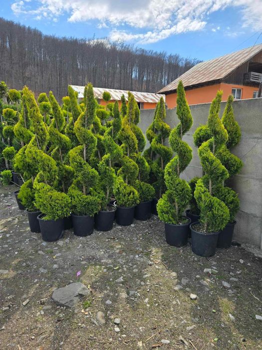 Plante ornametale cele mai bune preturi