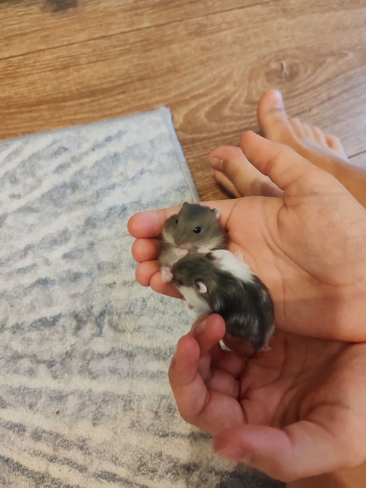 Donez puișori de hamster pitic