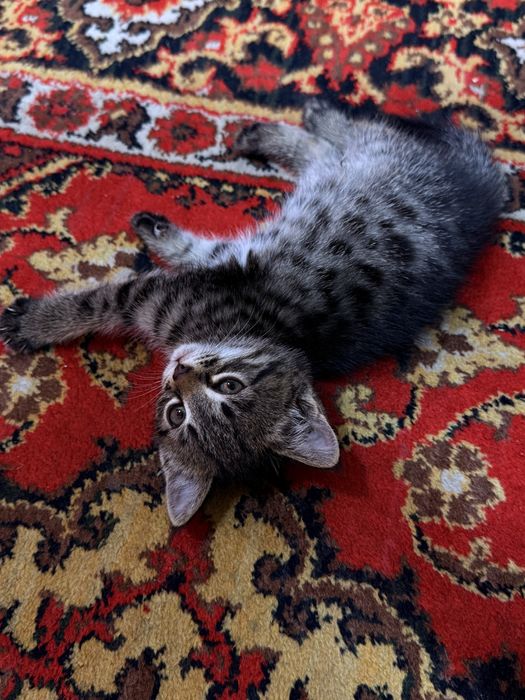котёнок 2 месяца