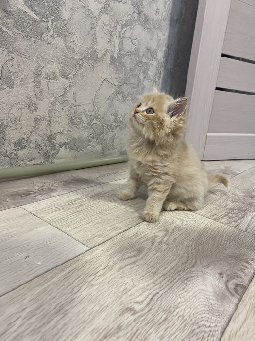 Отдам котят бесплатно