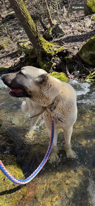 Чистокръвни кангали