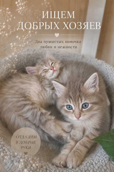 Отдам котят в добрые руки!