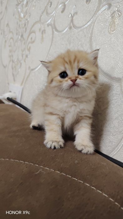 Zalotisti Shinshilla tobbi