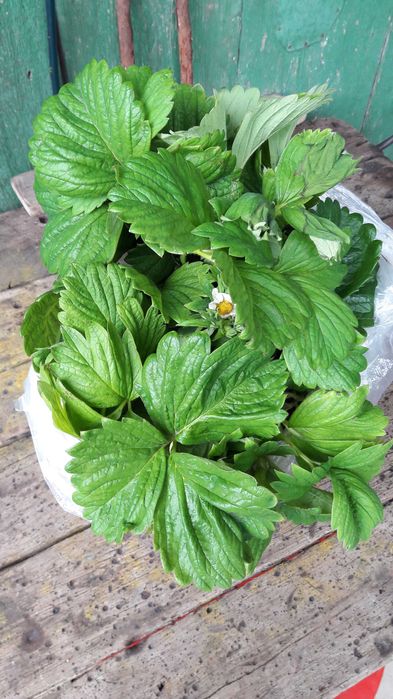 Продам рассаду клубники Лорд.