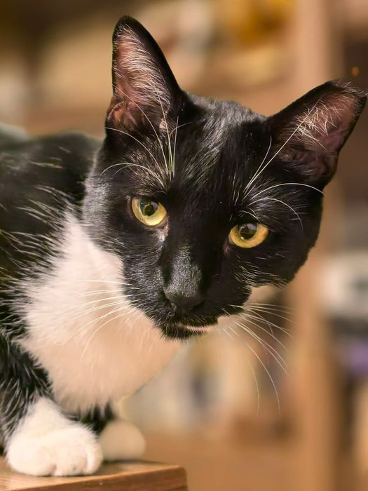 Още чака за дом! Красив и много мъркащ млад котарак търси дом