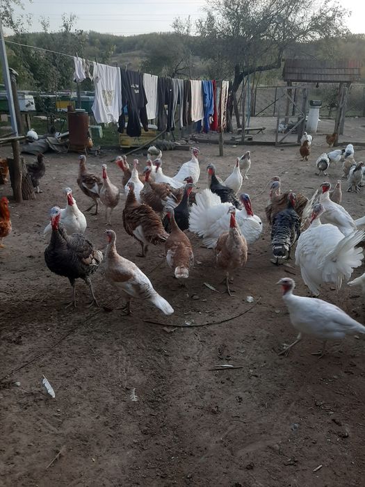 Curcani si curci românești  crescute la tara.