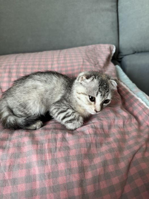 Котенок вислоухий шотландец