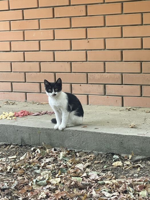 Отдам котят в добрые руки. Котята
