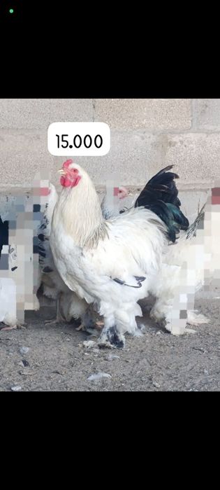 Продаю петрушков белой брамы