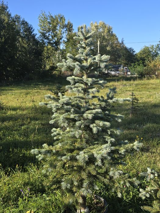 Leylandii chiparos argintiu