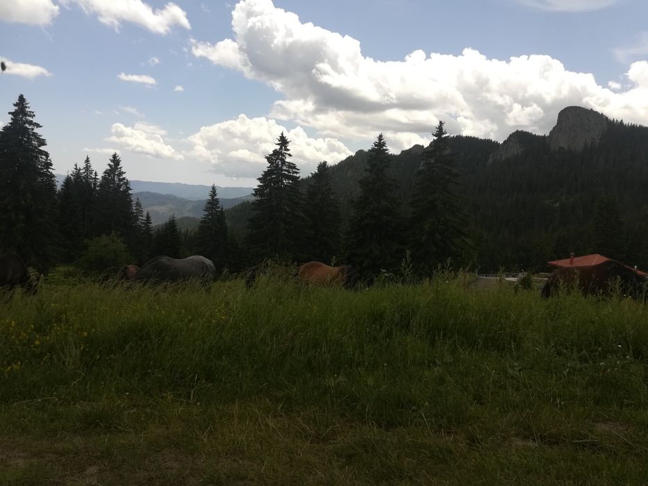 Продава се Къща в к.к. Пампорово - 2317 кв.м за 56 €/кв.м - Снимка #17