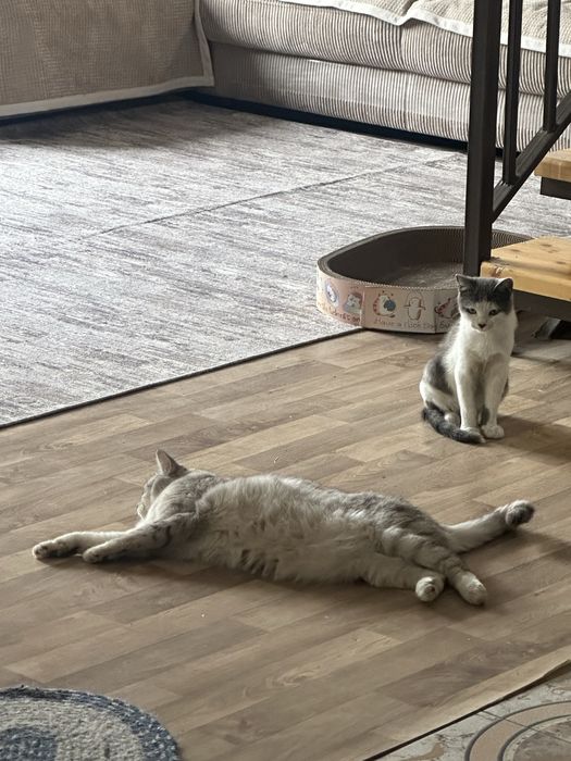 Котенок ищет любящих хозяев