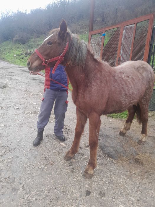 Продавам 2 кончета