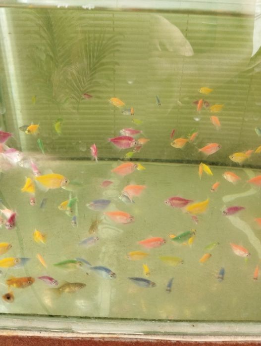 Тернеция Гло аквариумные рыбки