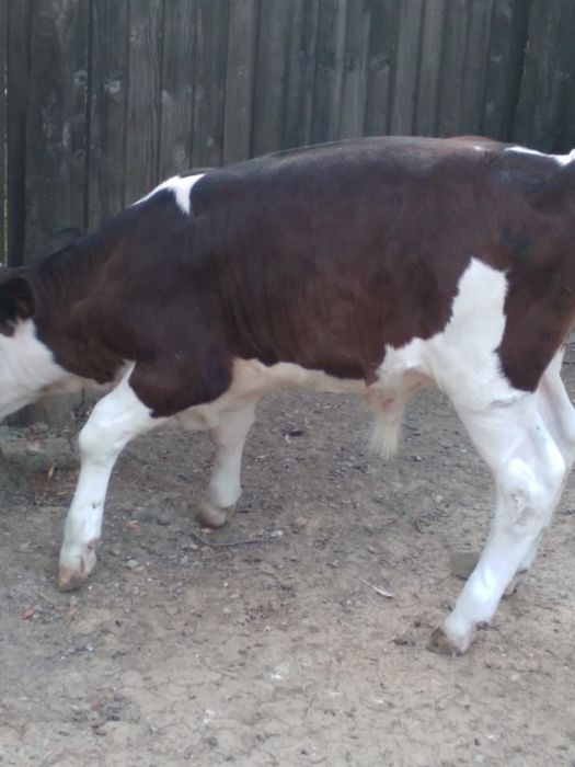 Vând vițel bun de carne relații la numărul de telefon 0748333011la numărul de telefon  0748333011