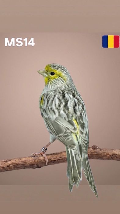 Canari de vanzare