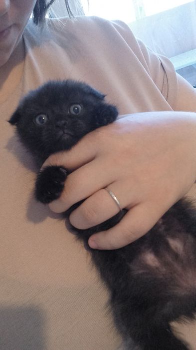 Продам Котят британцы