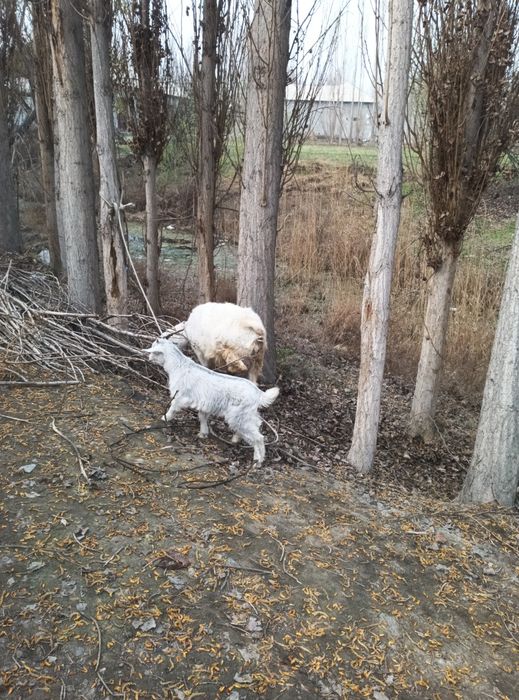 Эчки сотилади эна бола