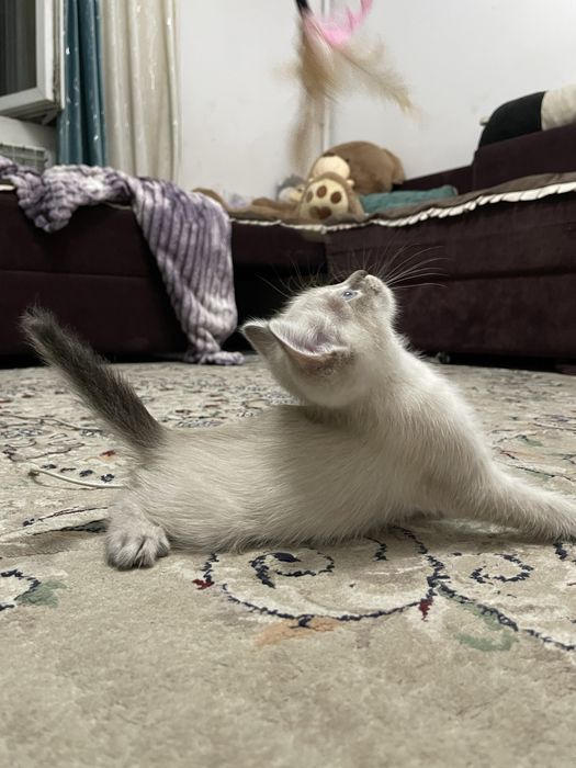 Сиамский котенок
