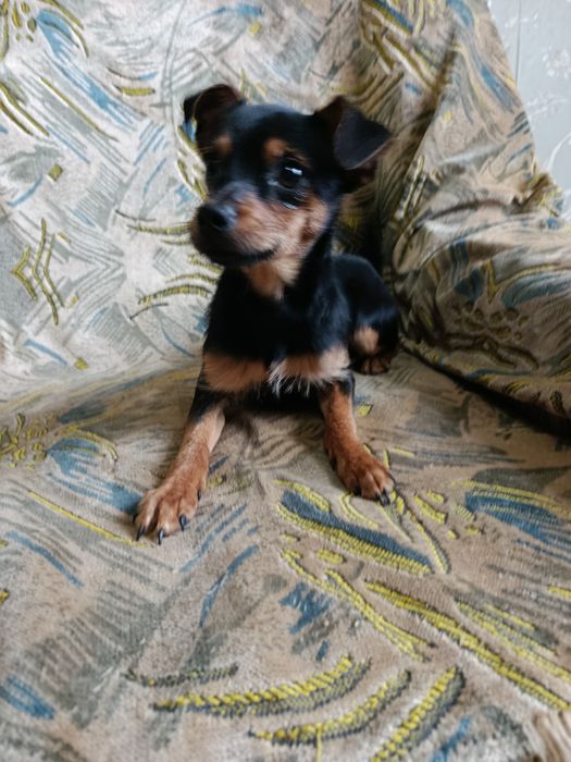 Пинчер мальчик продам