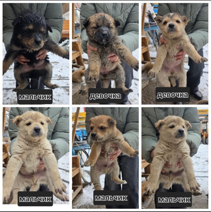 Щенки бесплатно в добрые руки!