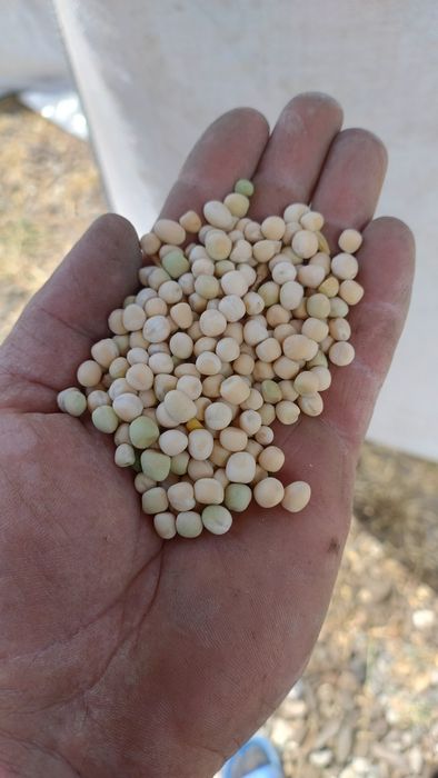 Mazare de  toamna selectata, se poate semana ,soiul frozen