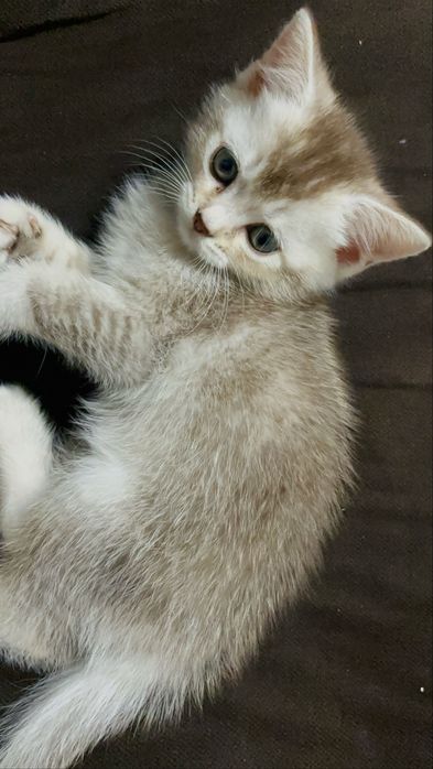 Шотландский котенок