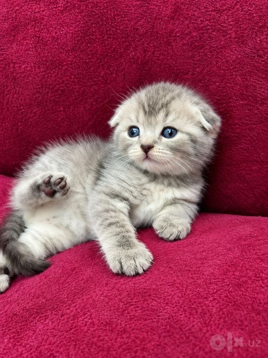 Продаются шотландские чистокровные котята