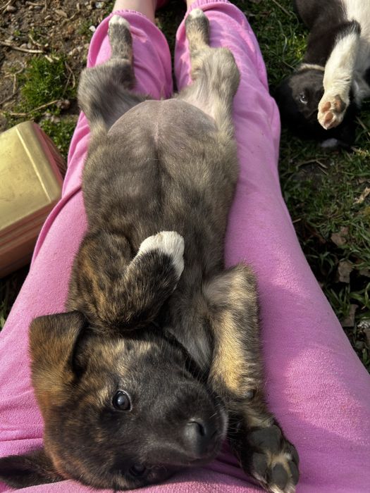 De donat. Vaccinurile fscutd