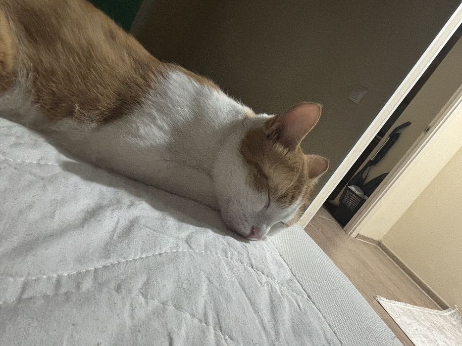 Ищем домик для кота